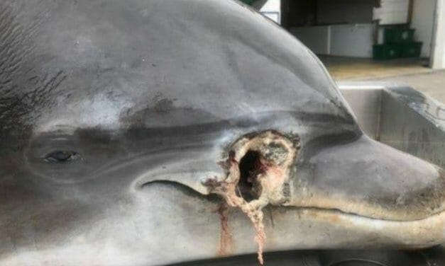 SIGN: Justice for Dolphins Brutally Shot And Stabbed