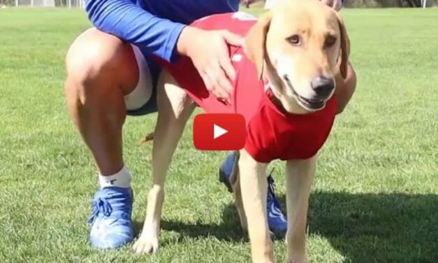 VIDEO: Soccer Team Adopts Dog That Ran Onto Field During Match