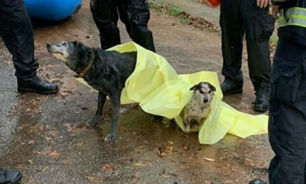VIDEO: Rescue Crew Saves Dogs from Chest-Deep Flood Water