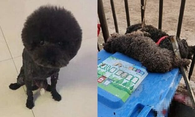 SIGN: Justice for Poodles Bludgeoned to Death by Officer in Coronavirus Scare