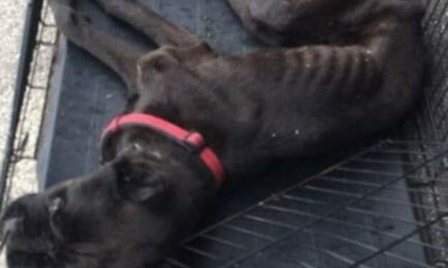 SIGN: Justice for Dog Abandoned in Wire Cage to Die