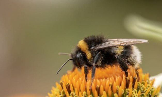 Nearly 1 in 3 Bumblebees Have Disappeared from Europe and North America, Study Finds