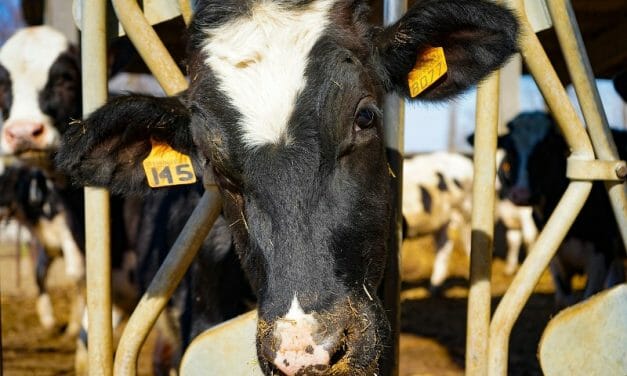 Cows Communicate and Express Emotion Through Moos, Study Finds