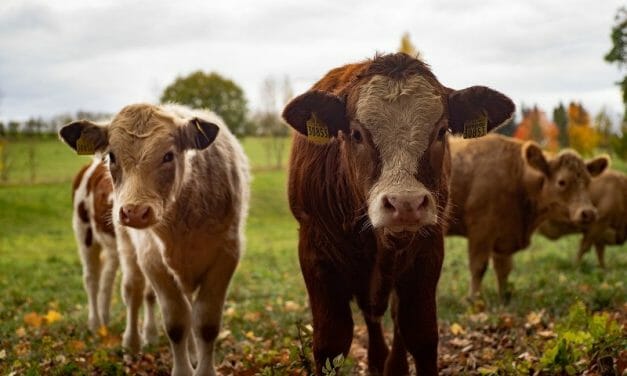 Brazil Bans Cruel, Deadly Live Exports for Cows!