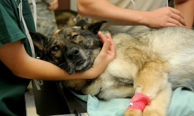 SIGN: Stop Blocking Vets from Reporting Animal Cruelty
