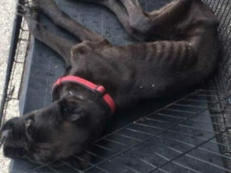 UPDATE: Man Arrested After Starving Dog to Death in Wire Cage