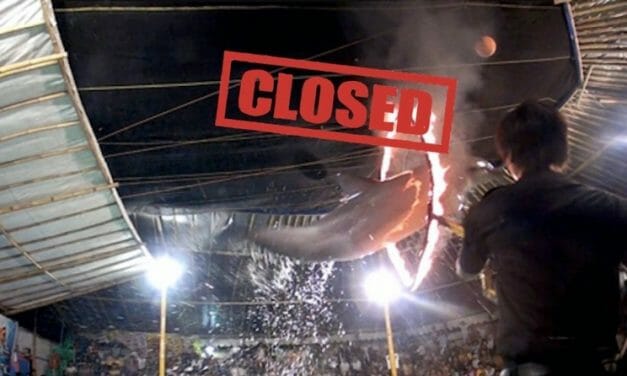 Indonesia Has Officially Banned Traveling Dolphin Circus Shows