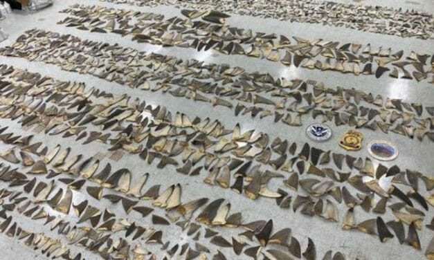 1,400 Pounds of Illegal Shark Fins Discovered at Port in Miami