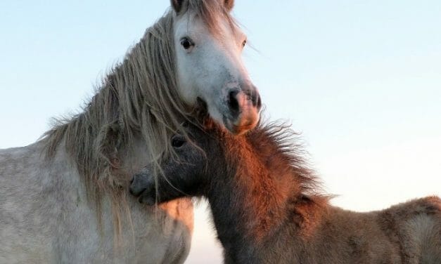 SIGN: Stop Cruel Helicopter Roundups That Are Killing Wild Horses