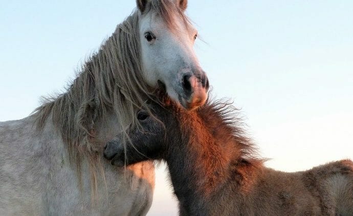 two wild horses nuzzling each other