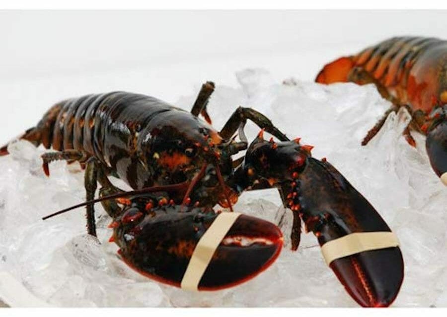 live lobster for sale