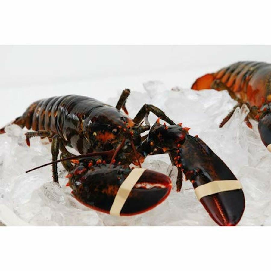 live lobster for sale