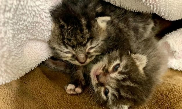 SIGN: Justice for Kittens Left to Suffocate in Plastic Bag