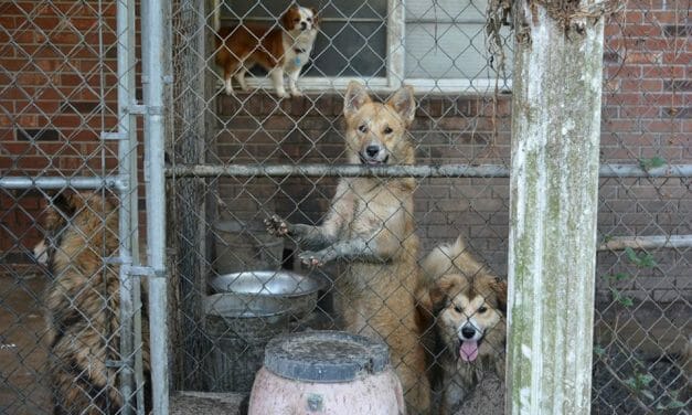 SIGN: Justice for 20 Dogs Starving in Urine and Feces-Infested Kennels