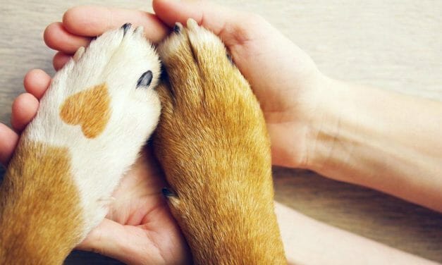 5 Easy Ways to Help Animal Shelters During the Coronavirus Pandemic