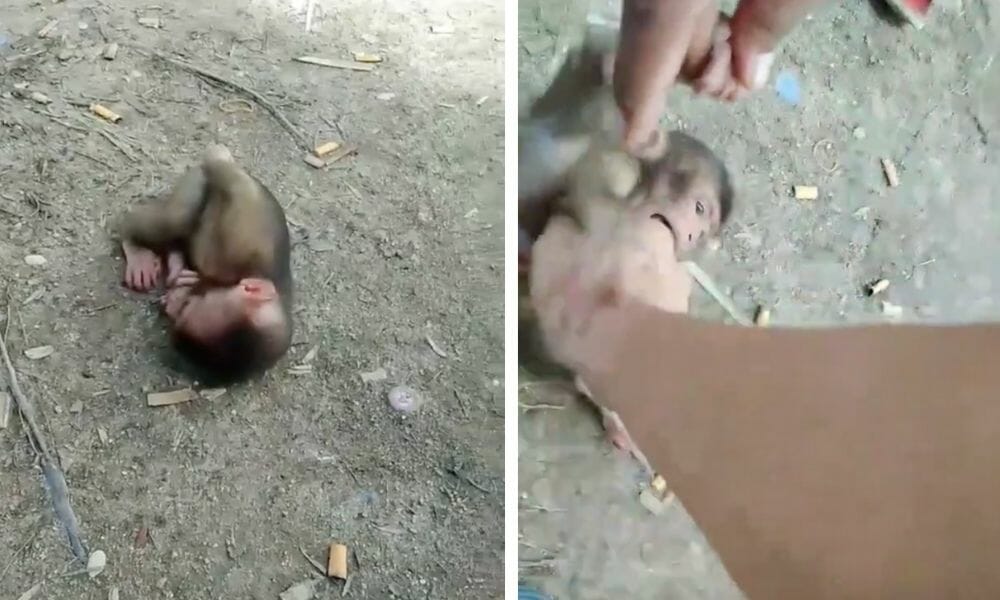 baby monkey video