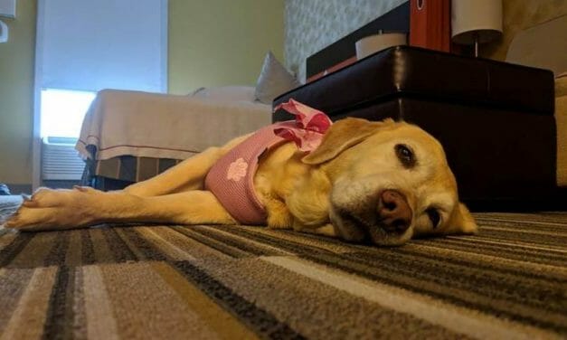 This Hotel Lets Guests Foster Dogs To Help Them Get Adopted