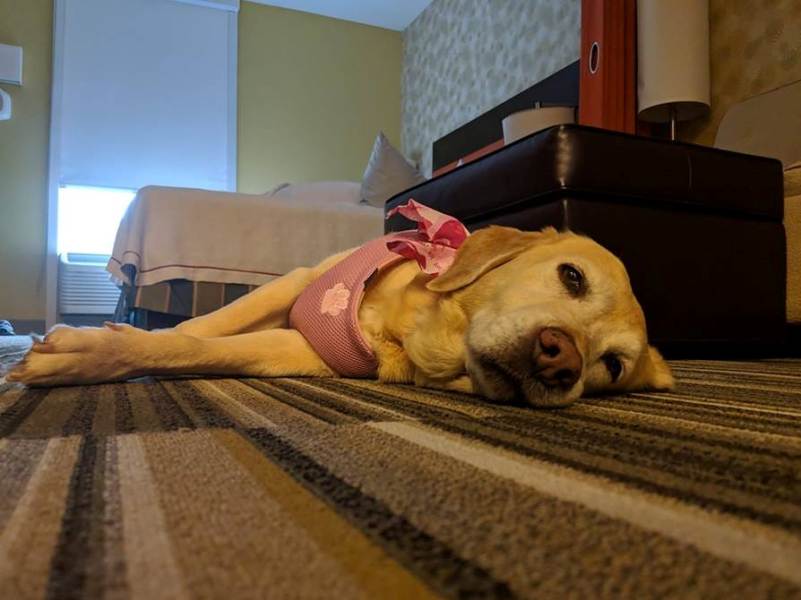 Dog lying on carpet in hotel