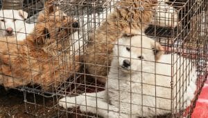 china dog meat