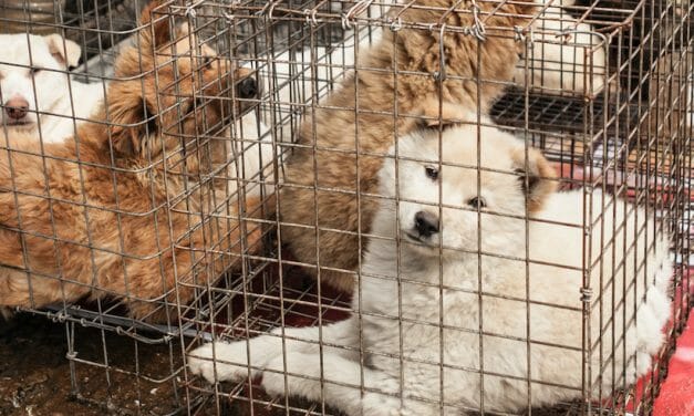 UPDATE: Dog and Cat Meat Are Now Banned in Shenzhen, China