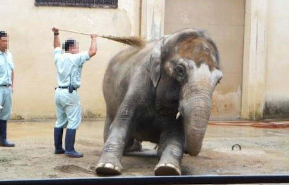 SIGN: Free Himeko the Elephant from Solitary Confinement