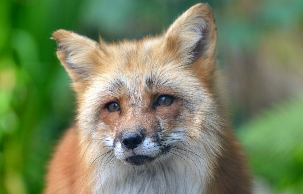 SIGN: Justice for Foxes Snared and Bludgeoned for Fur