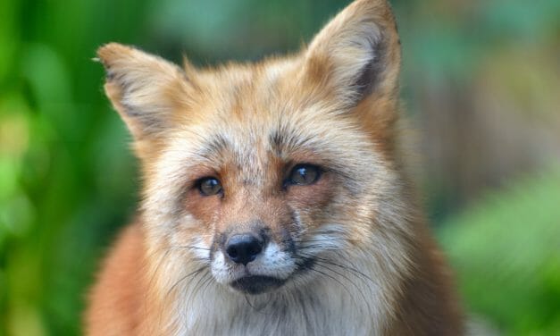 SIGN: Justice for Foxes Snared and Bludgeoned for Fur