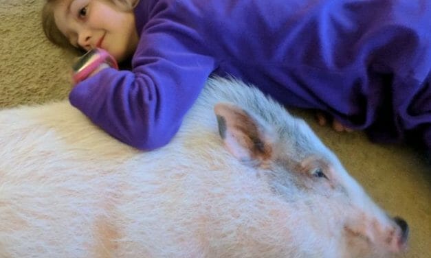 This 9-Year-Old Girl Is Saving Abandoned Potbelly Pigs