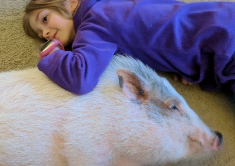 This 9-Year-Old Girl Is Saving Abandoned Potbelly Pigs