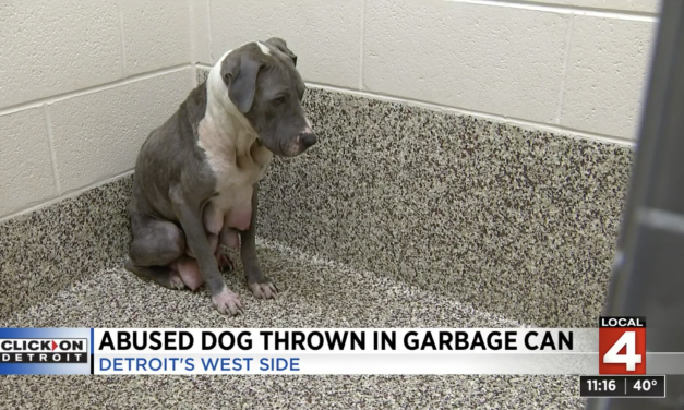 SIGN: Justice for Pit Bull Mother Dumped in Garbage Can After Giving Birth