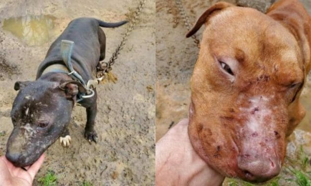 SIGN: Justice for 168 ‘Fighting’ Dogs Suffering Wounds and Broken Bones
