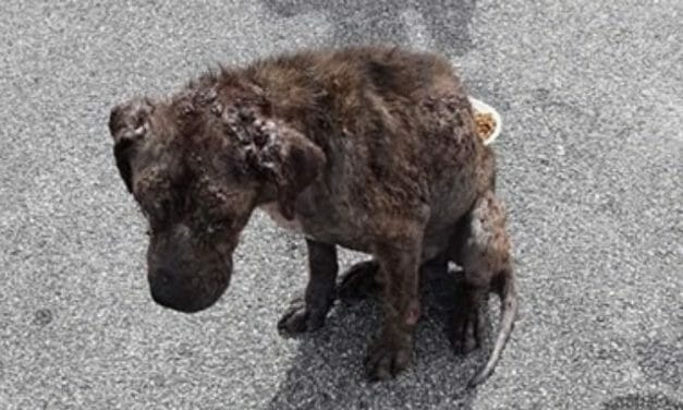 SIGN: Justice for Sick, Starving Dog Abandoned in Parking Lot