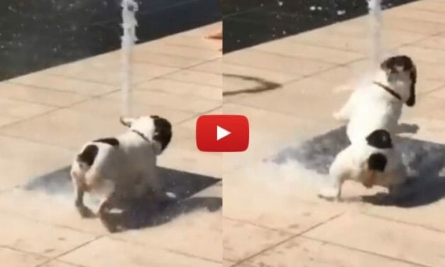 VIDEO: Dog Goes Viral After Discovering the Joys of a Water Jet