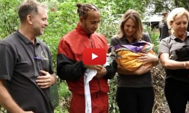 VIDEO: Formula One Champion Lewis Hamilton Nurses Baby Kangaroos Orphaned by Bushfires