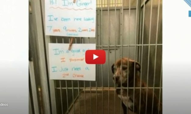 VIDEO: Shelter Dog ‘Asks’ for Second Chance in Heartbreaking Message