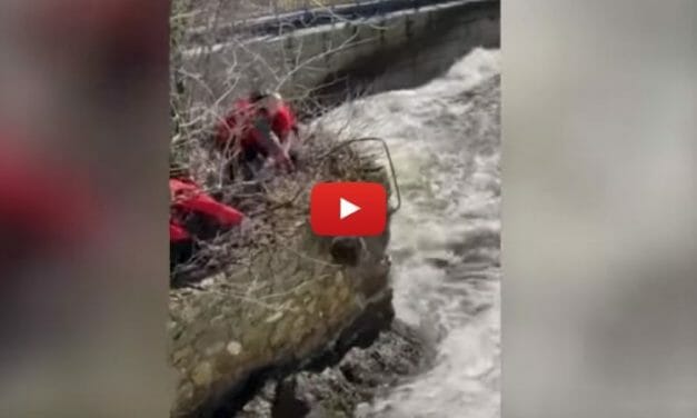 VIDEO: Beaver Stranded on Ledge Saved from Raging River