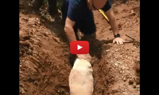 VIDEO: Service Dog Stuck in Drainage Pipe Rescued by Emergency Responders