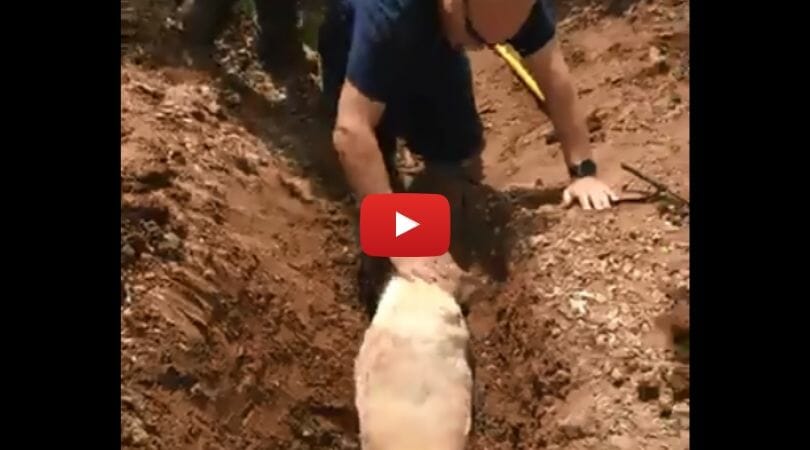 dog stuck in drainage pipe