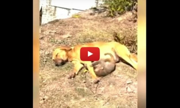 VIDEO: Pregnant Dog Takes Care of Baby Monkey After Someone Poisoned His Parents