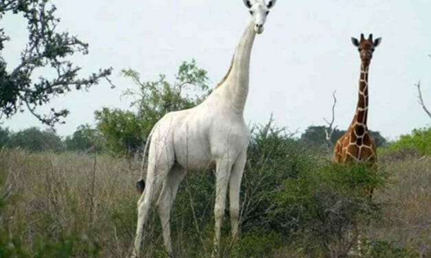 SIGN: Justice for Rare White Giraffe Butchered by Poachers