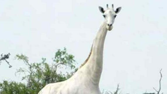 White giraffe
