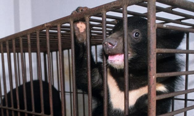 SIGN: Stop China’s Promotion of Bear Bile to Treat Coronavirus