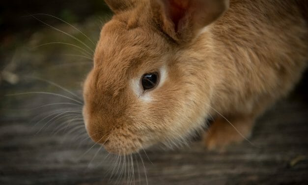 Man Who Decapitated a Shelter Bunny Is Going to Prison