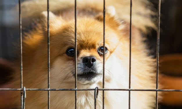 Zhuhai Becomes Second Chinese City to Ban Eating Cats and Dogs