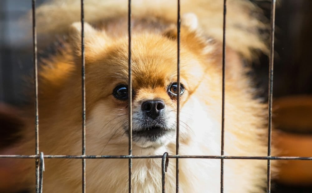Puppy in cage