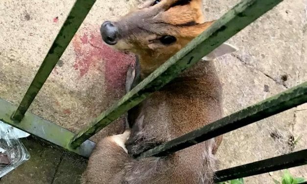 VIDEO: Rescuer Frees Baby Deer from Metal Gate with Dish Soap