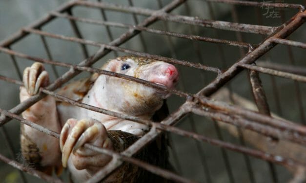 SIGN: Pass Vietnam’s Proposed Ban On the Cruel Wildlife Trade