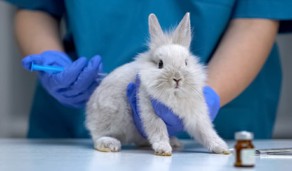 Nurse giving injection to helpless rabbit, vaccine research, animal test closeup