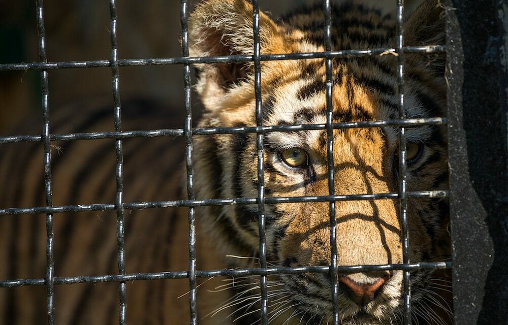 young tiger in a cage, close-up