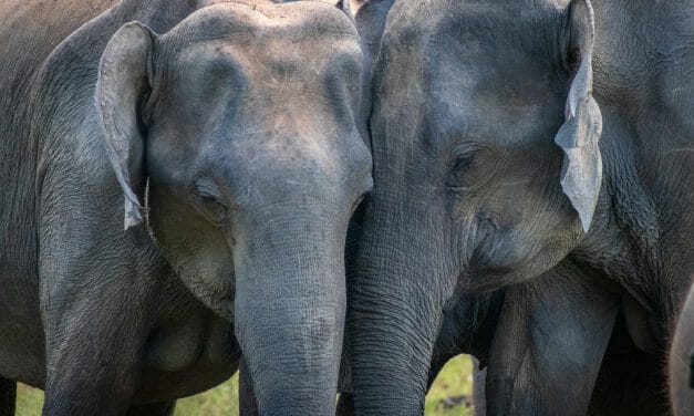 Dozens of Elephants Enjoy First Day Without Wooden Carriages Strapped to Their Backs